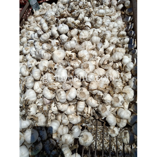 Καθαρό λευκό σκόρδο στην αγορά της Ιορδανίας